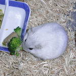 ブロッコリーを食べるましろ