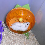 回し車を回すましろです