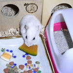 かぼちゃを食べるアイ