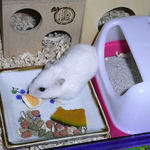 ハム用チーズを食べるアイ