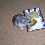 かぼちゃを食べるコーキ