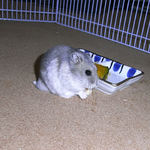 チーズを食べるコーキです