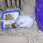 かぼちゃを食べるましろ