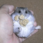 粟の穂で腹出し食いをするコーキ