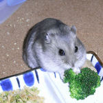 ブロッコリーを食べるコーキ