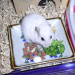 ブロッコリーを食べるアイ