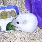 ブロッコリーに食いつくましろ