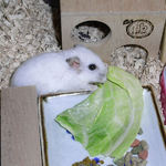 キャベツを食べるアイ