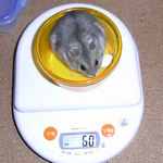 コーキも体重変わらず