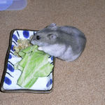 キャベツを食べるコーキ