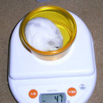 ましろは体重減少