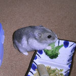 ブロッコリーを食べるコーキ