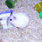 ちびっこクロワッサンを食べるましろ