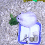 ブロッコリーを食べるましろ