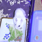 キャベツを食べるアイ