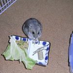 煮干に齧りつくコーキ