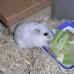 キャベツに食いつくましろ