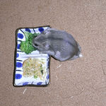 ブロッコリーを食べるコーキ