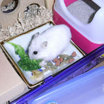 ブロッコリーを食べるアイ