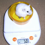 体重が増えたましろ