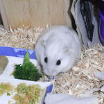 ブロッコリーに食いつくましろ