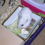 キャベツを食べるアイ