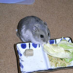 キャベツを食べるコーキ