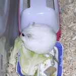 キャベツを食べるましろ