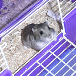 ケージから出てくるコーキ