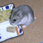 チーズを食べるコーキ