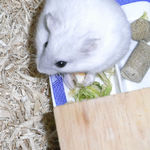 チーズに食いつくましろ