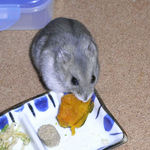 かぼちゃを食べるコーキ