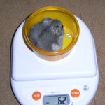 コーキも体重増加