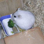 ブロッコリーを食べるましろ