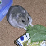 青梗菜を食べるコーキ