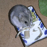 煮干を食べるコーキ