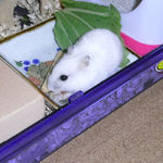 青梗菜を食べるアイ