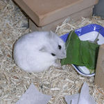 青梗菜に食いつくましろ