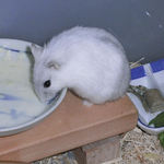 ペットミルクをなめるましろ