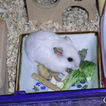 ブロッコリーを食べるアイ