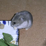 チーズを食べるコーキ