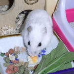 チーズを食べるアイ