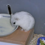 ペットミルクをなめるましろ