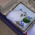 ブロッコリーを食べるアイ