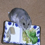 ブロッコリーを食べるコーキ