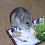 煮干を食べるコーキ