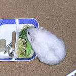 ブロッコリーを食べるましろ