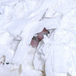 わすかに見える子ハム