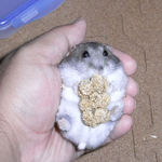 粟の穂で腹出し食いのコーキ