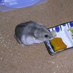 かぼちゃを食べるコーキ